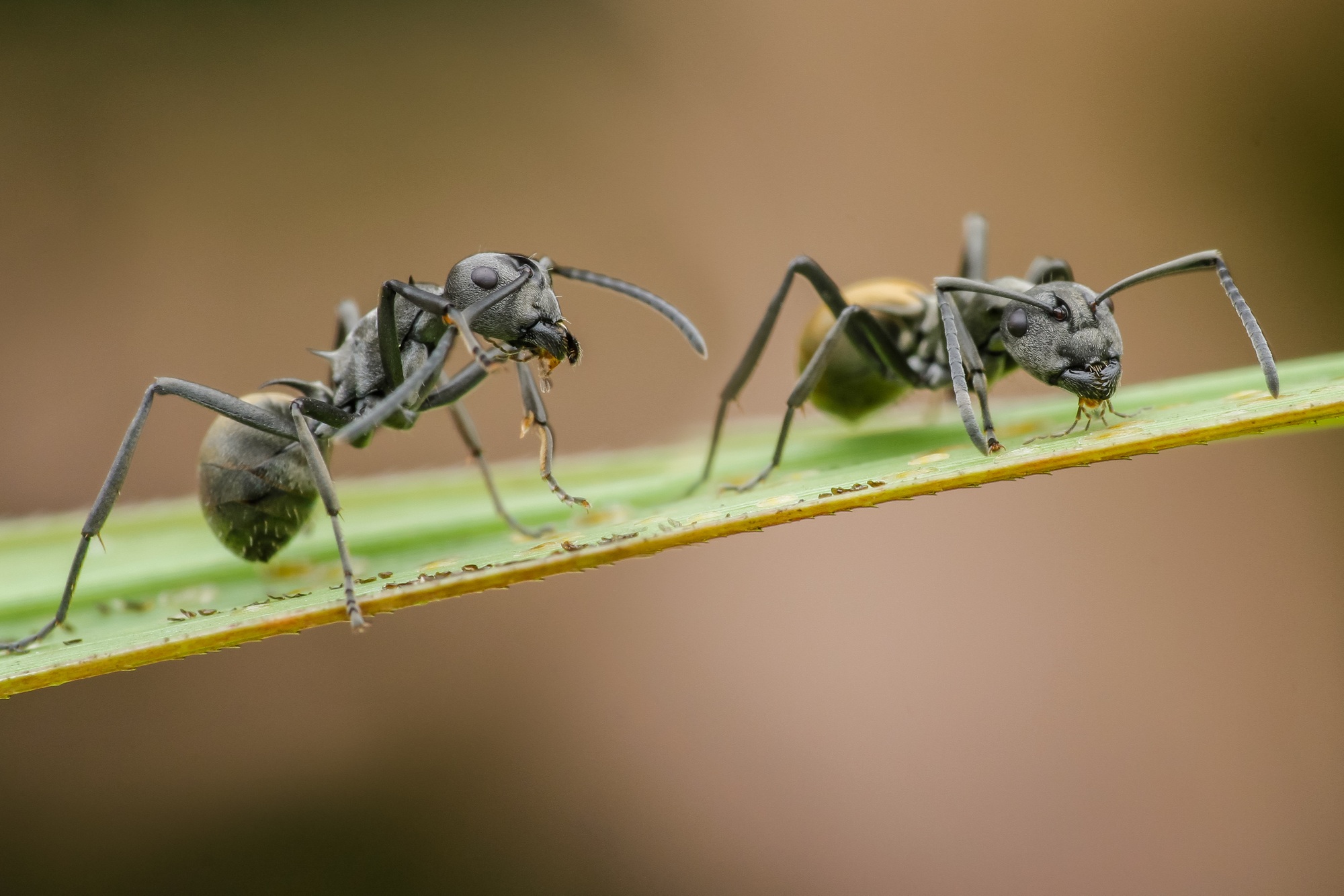 Zwalczanie mrówek​